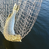 Трофеи 2012-5