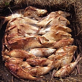 походная кухня (фоторецепты...
